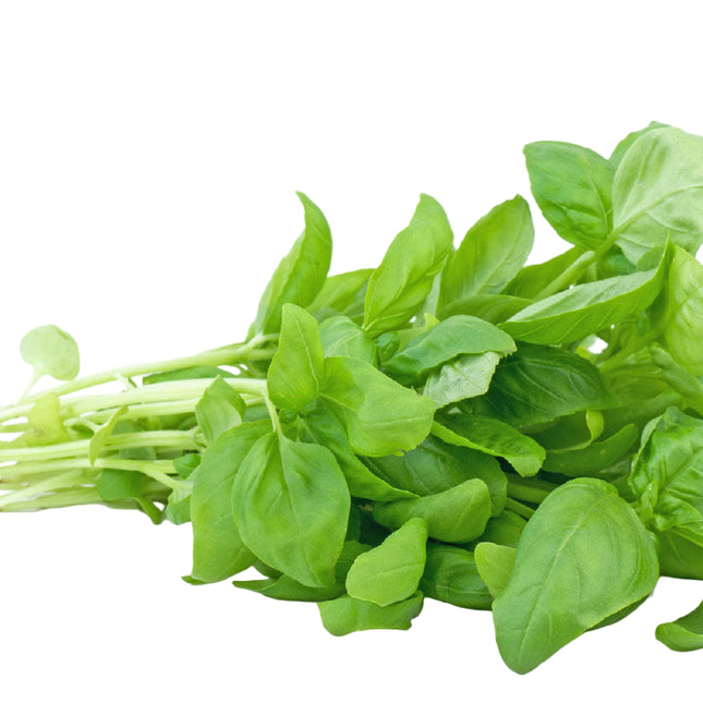 Fresh Basil 5 OZ