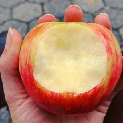 Fresh Honeycrisp Apple, Each