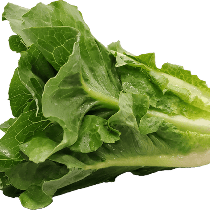 Fresh Romaine Lettuce, Each
