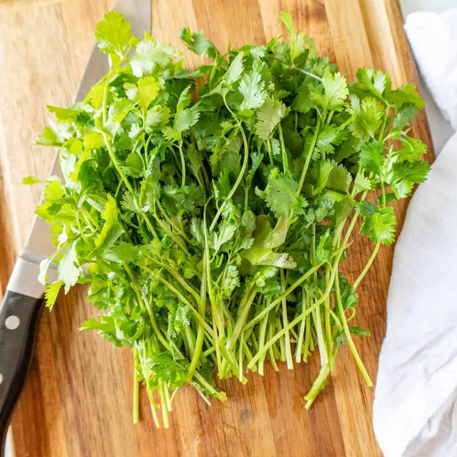 Fresh Green and Vibrant Cilantro, Bunch