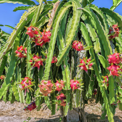 Fresh Dragon Fruit, Each