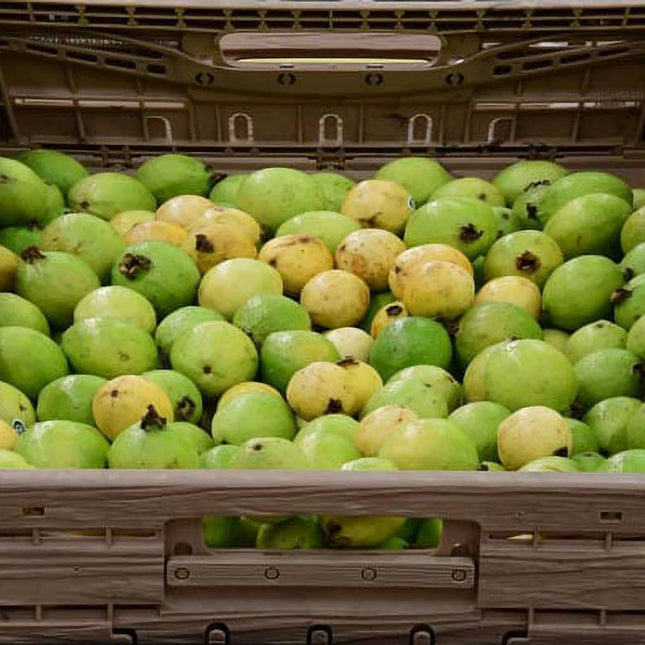 Fresh Guava, Each