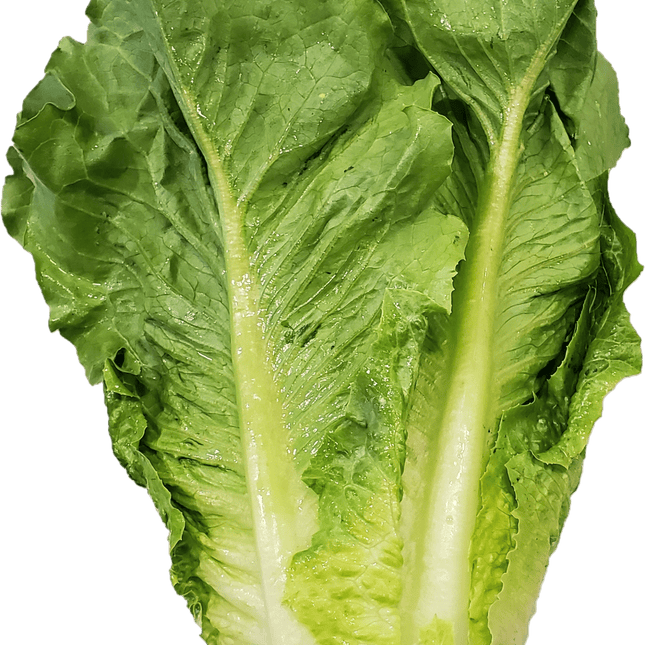 Fresh Romaine Lettuce, Each