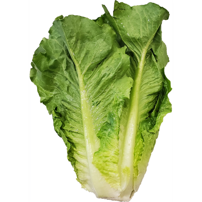Romaine Lettuce 1 Heart
