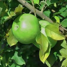 Fresh Granny Smith Apple, Each