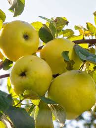 1 Golden Apple 8 oz