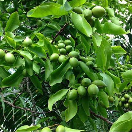 Jamaican Guinep Fruit (Spanish Limes)