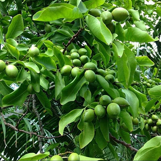 Jamaican Guinep Fruit (Spanish Limes) New York State Approved, Inmate Care package friendly