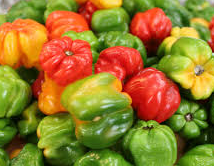 Jamaican Hot Scotch Bonnet Peppers 4 CT