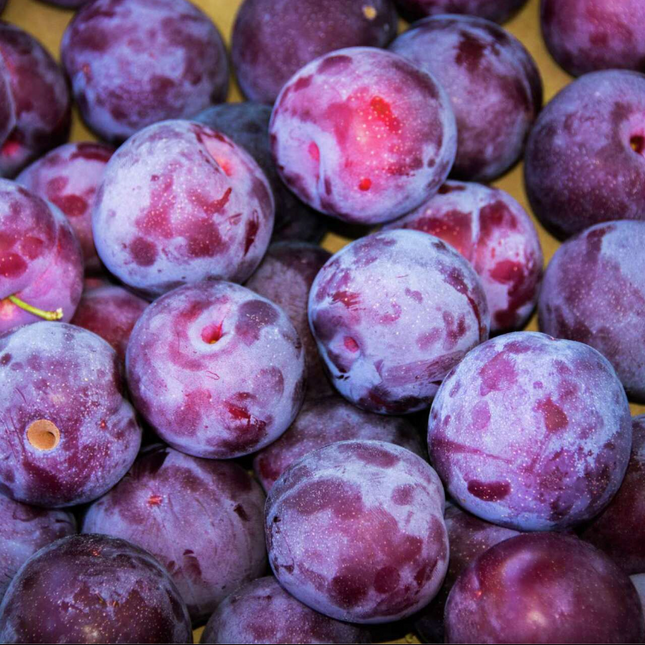Organic Plums 8 CT 3 LBS New York State Approved, Inmate Care package friendly