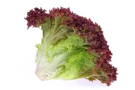 Red Leaf Lettuce