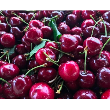 Sweet Red Cherries 2 LBS (Seasonal Summer)