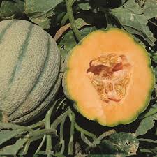 1 Fresh Tuscan Cantaloupe