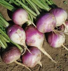 1 Fresh Turnips 16 OZ