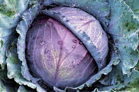 Fresh Red Cabbage,4-5 LBS