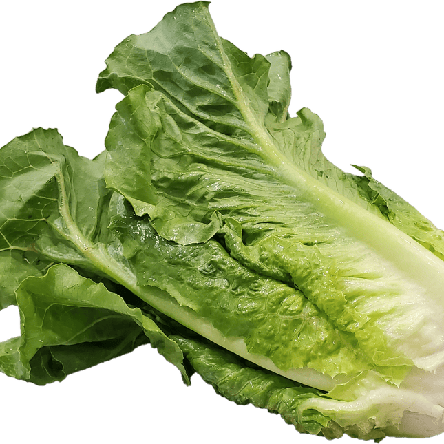Fresh Romaine Lettuce, Each