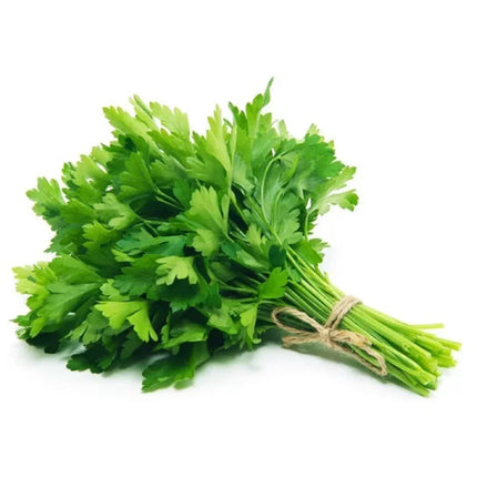 Fresh Green and Vibrant Cilantro, Bunch
