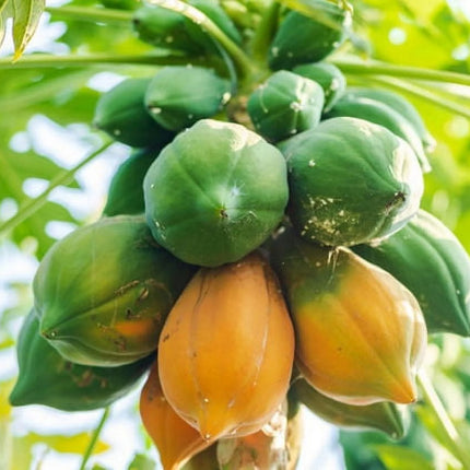 Fresh Papaya, Each, 1 Count