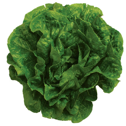 Fresh Romaine Lettuce, Each