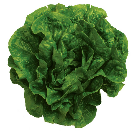 Romaine Lettuce 1 Heart