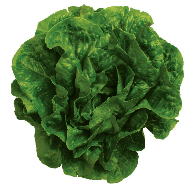 Romaine Lettuce 1 Heart