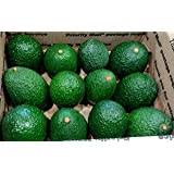 HASS AVOCADO BOX OF 10 CT