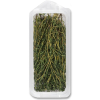 ONE BUNDLE THYME