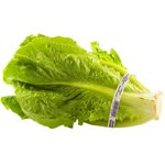 Romaine Lettuce