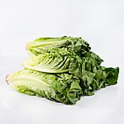 Romaine Lettuce