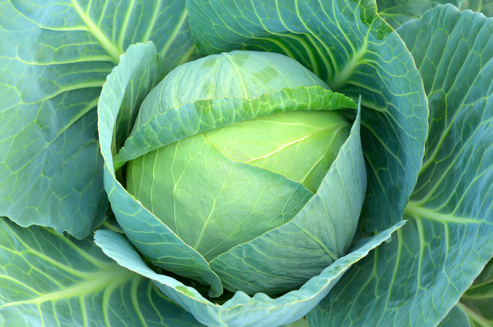 Whole Cabbage